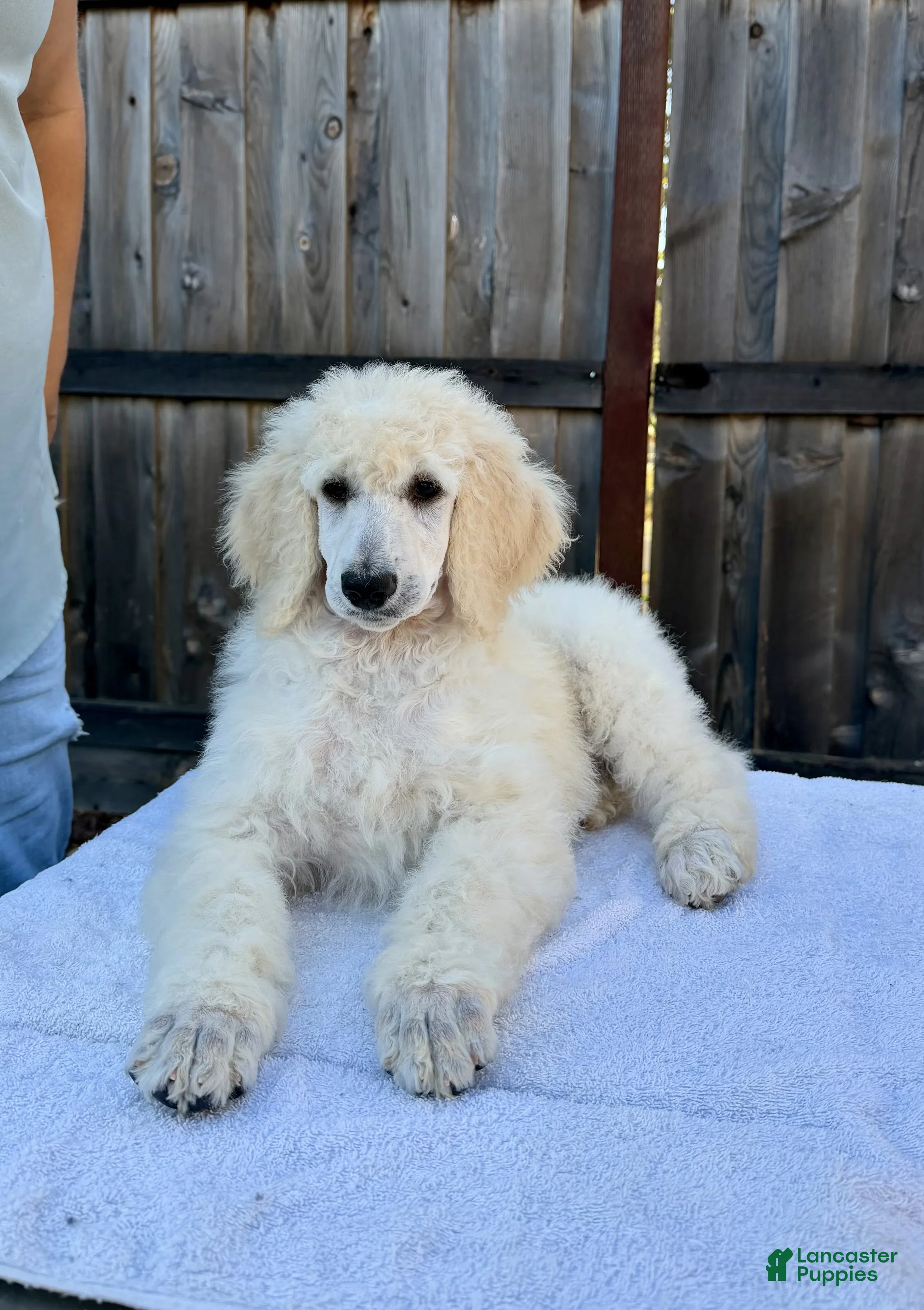 Standard Poodle dogs Boy 1 - Ad 6