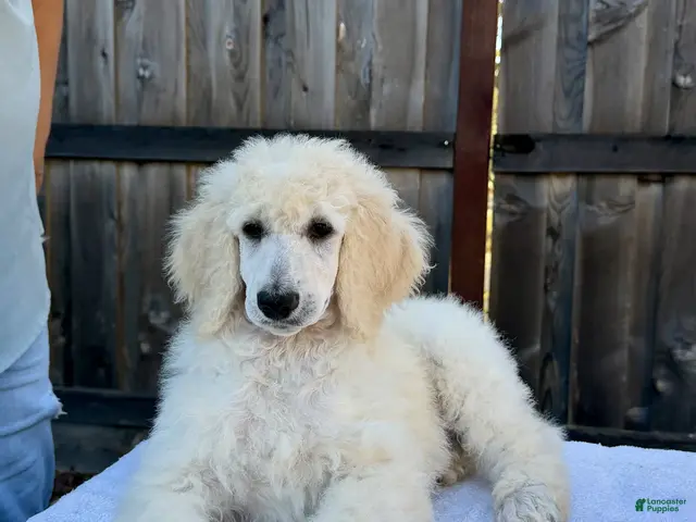 Standard Poodle dogs Boy 1 - Ad 17