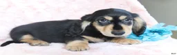 Dachshund dogs for sale: Kyson  - Ad 3