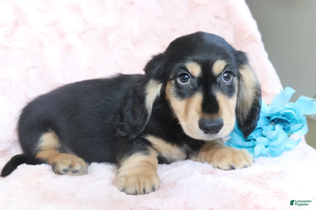 Dachshund dogs for sale: Kyson  - Ad 3
