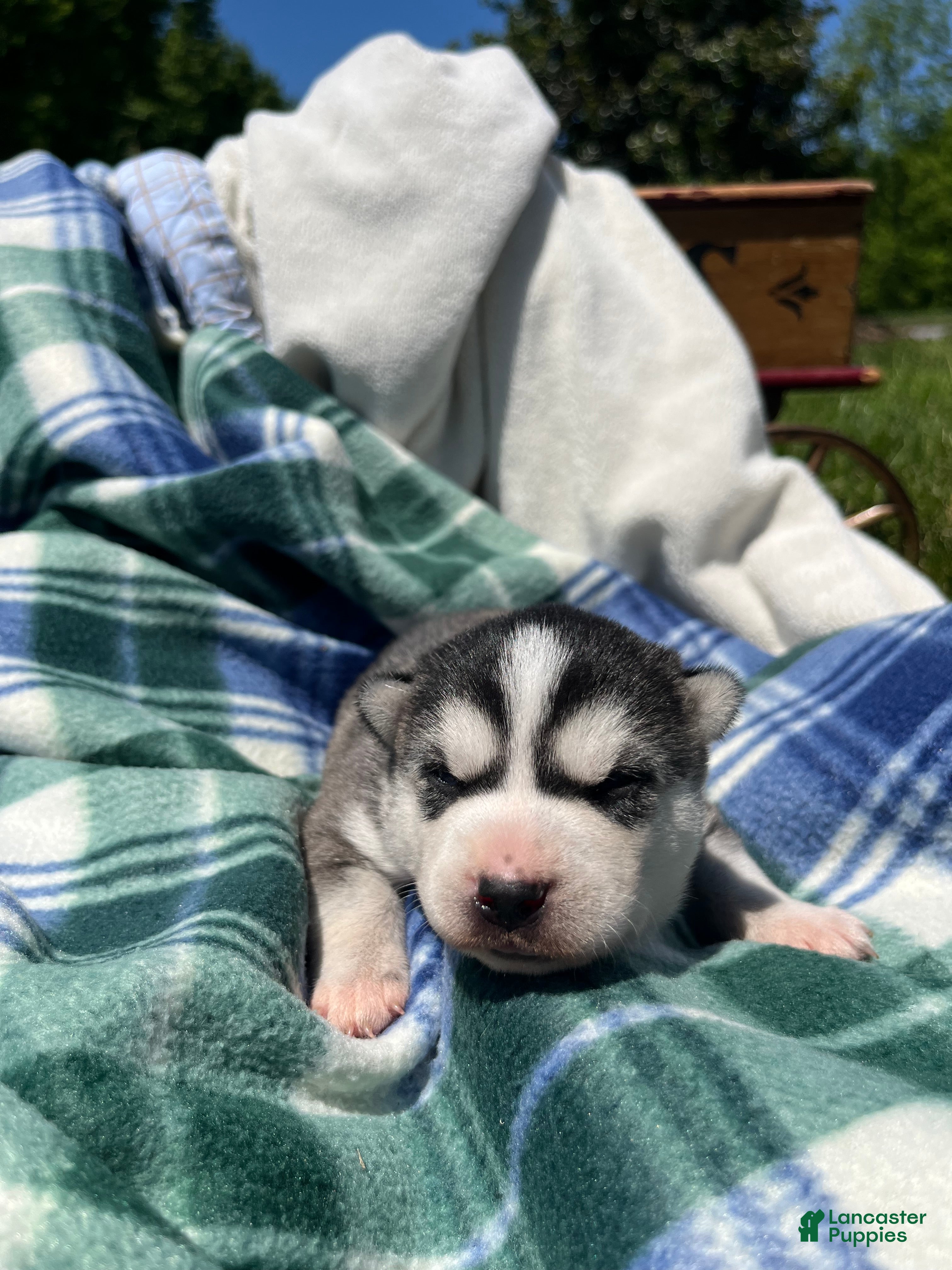 Alaskan Klee Kai dogs Alaskian ❤️ICA Reg❤️Call 610-273-9348 - Ad 12