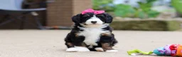 Mini Bernedoodle dogs for sale: Lemonade - Ad 9