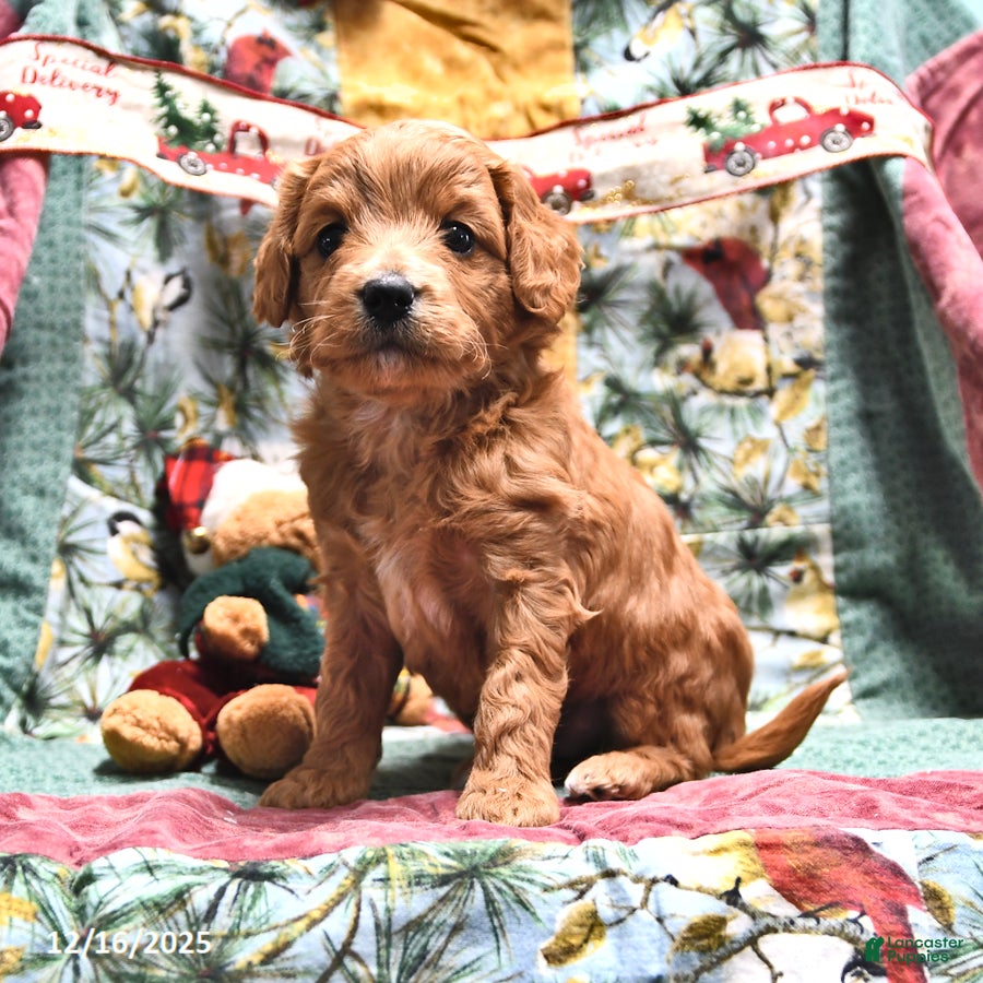 Goldendoodle dogs Brad  - Ad 19