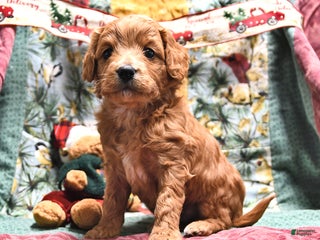 Goldendoodle dogs Brad - Ad 5