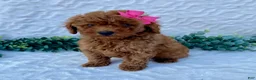 Miniature Poodle dogs for sale: Milly - Ad 6
