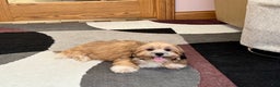 Lhasa Apso dogs for sale: Janie - Ad 5