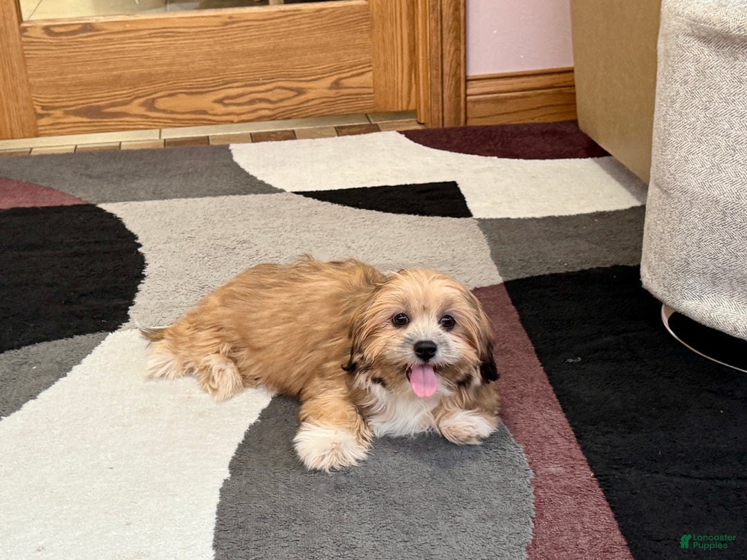 Lhasa Apso dogs for sale: Janie - Ad 5
