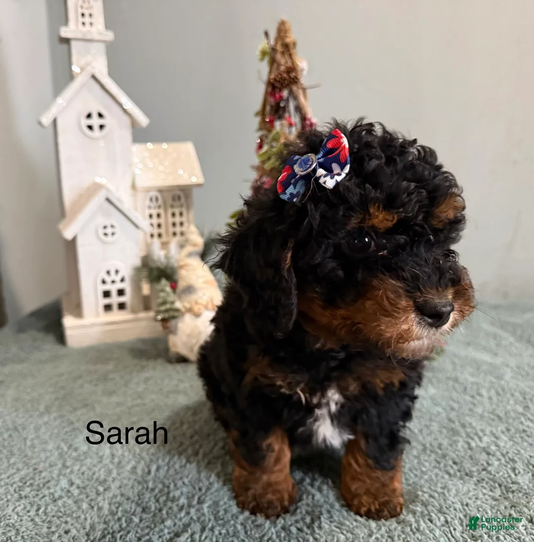 Mixed Breed dogs for sale: Sarah  - Ad 3