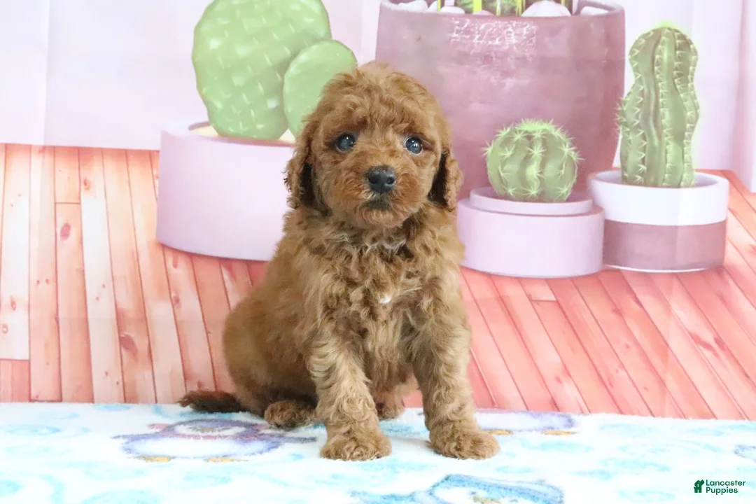 Mini Goldendoodle dogs for sale: Hazel - Ad 1