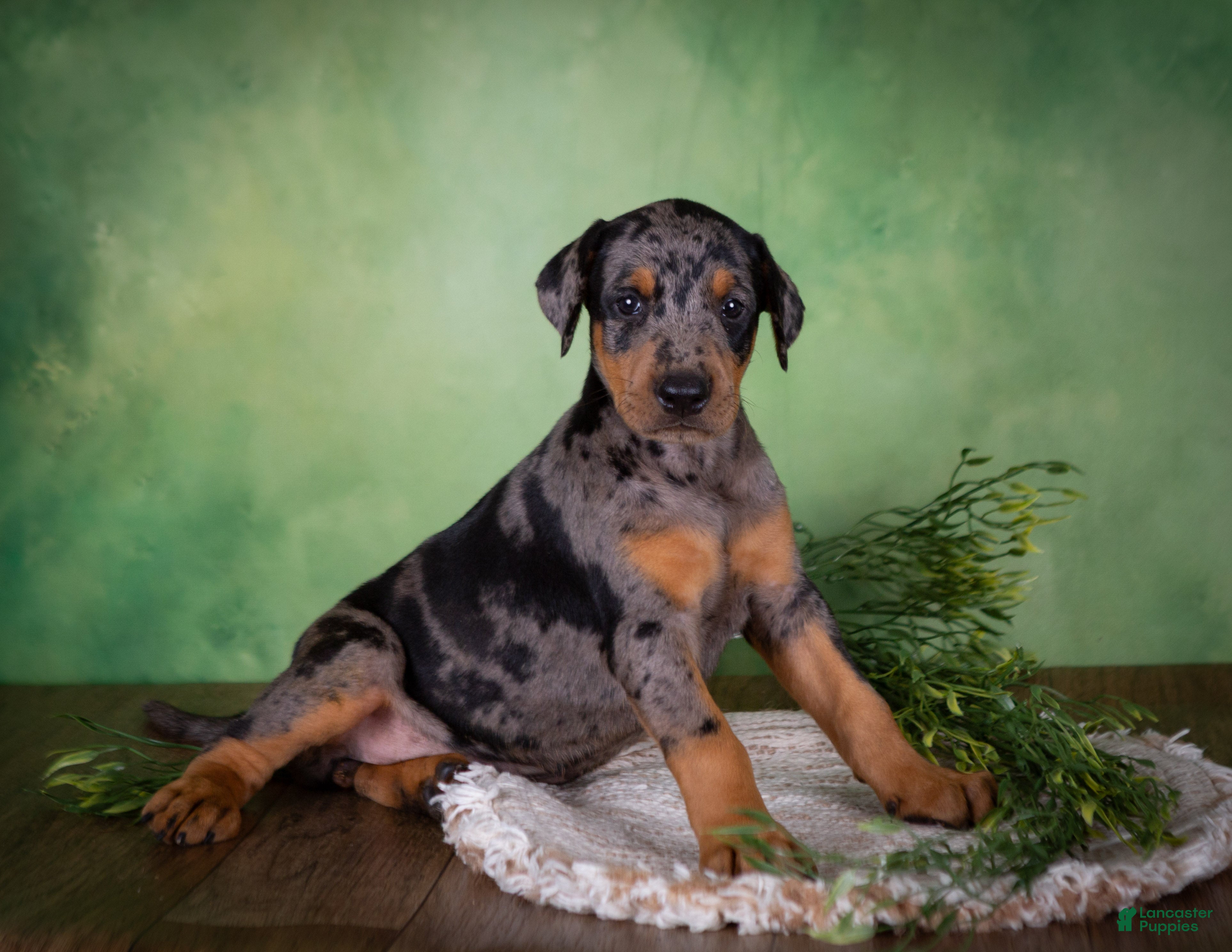Mixed Breed dogs Montana - Ad 2