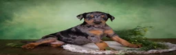 Mixed Breed dogs for sale: Montana - Ad 2