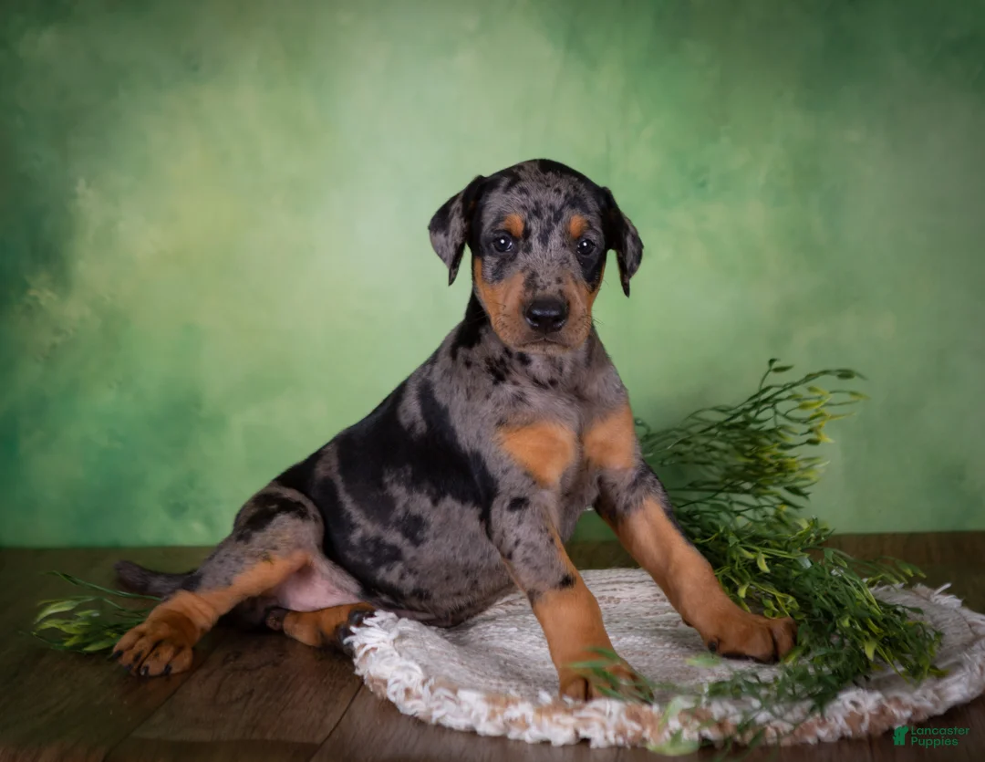 Mixed Breed dogs for sale: Montana - Ad 2