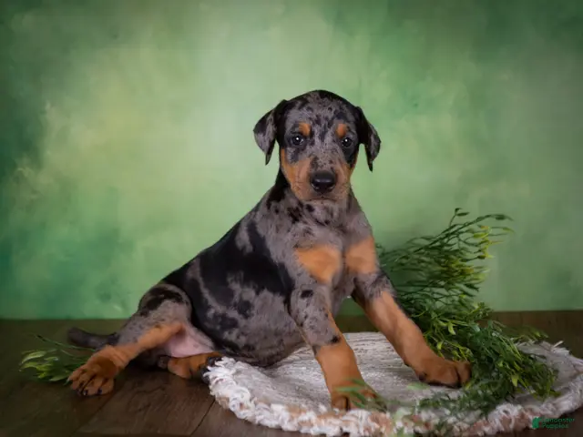 Mixed Breed dogs for sale: Montana - Ad 2