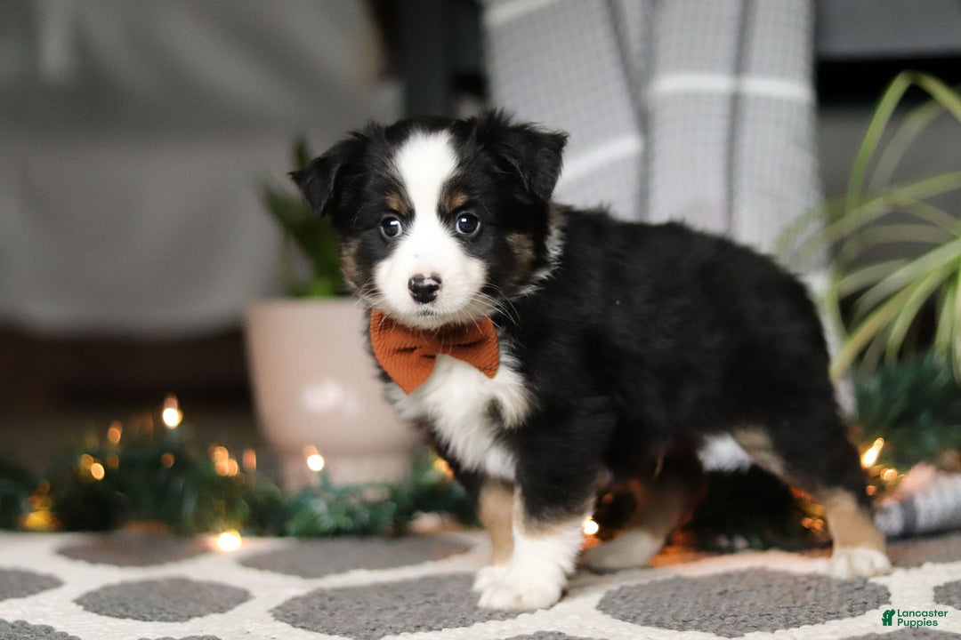 Miniature Australian Shepherd dogs for sale: Leo - Ad 2