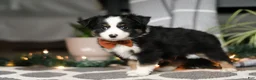 Miniature Australian Shepherd dogs for sale: Leo - Ad 2