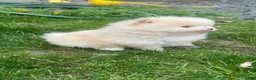 Pomeranian dogs for sale: Pomeranian Puppy 2 - Ad 8