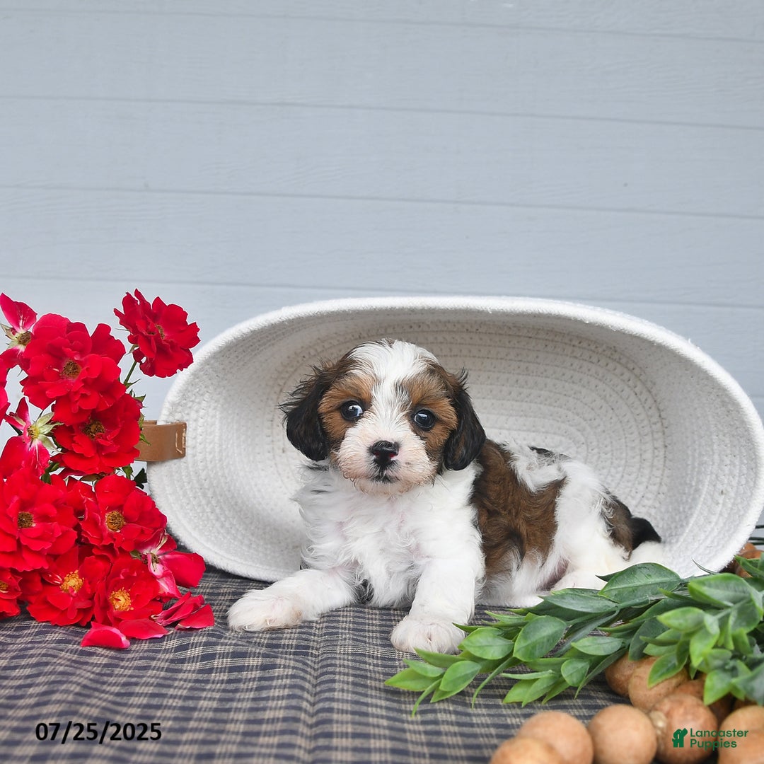 Lhasapoo dogs for sale: Lhasa Poo 3 puppies - Ad 7