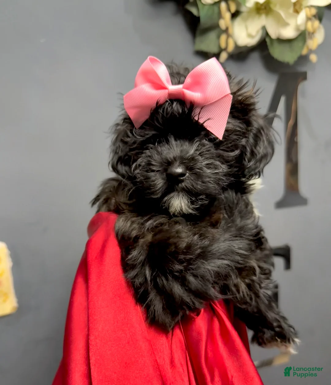 Yorkiepoo dogs for sale: Tiny Raisinette  - Ad 1