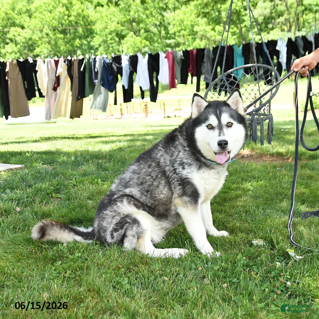 Siberian Husky dogs for sale: Dusty - Ad 3