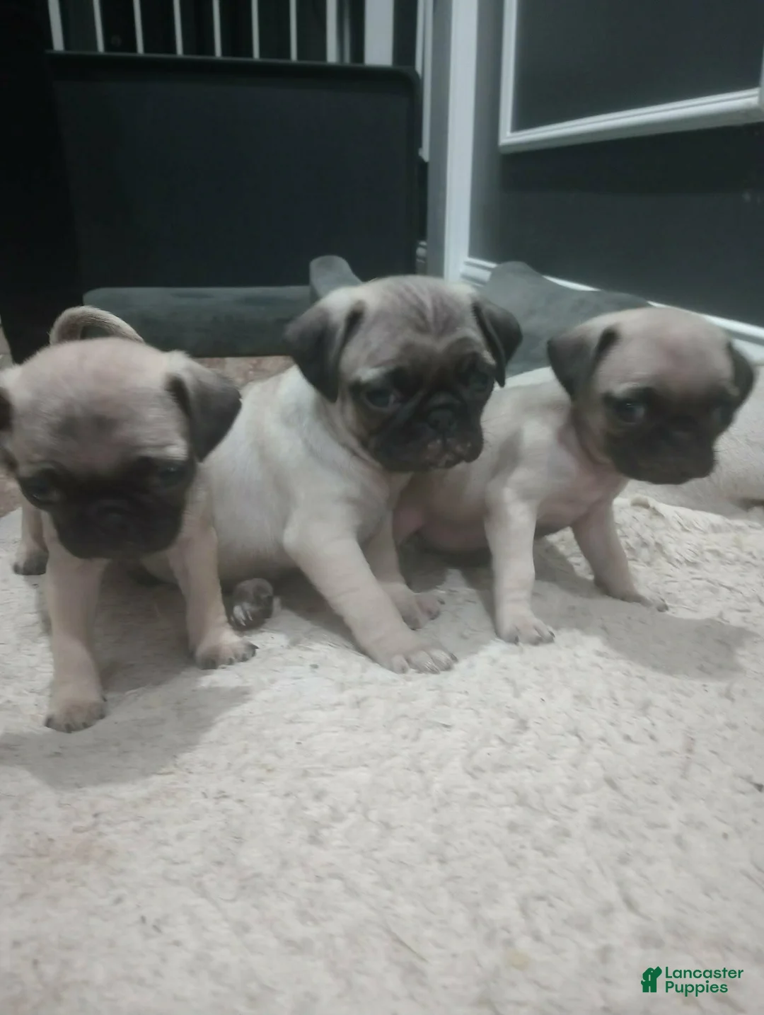 Puggle dogs for sale: Puggle Puppy 6 - Ad 1