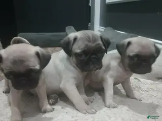 Puggle dogs Puggle Puppy 6 - Ad 34