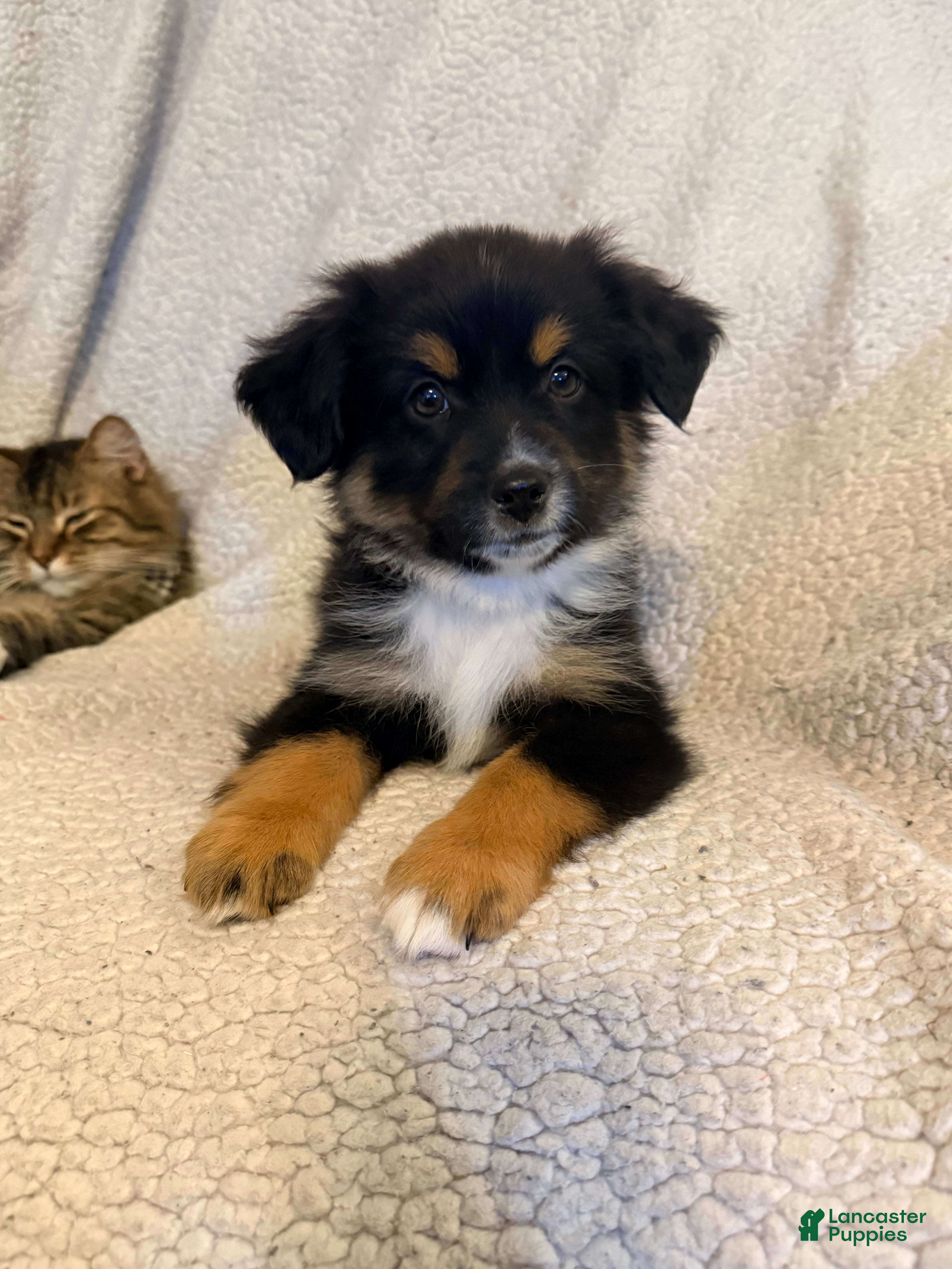 Miniature Australian Shepherd dogs Male #2 - Cassian - Ad 14