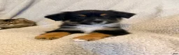 Miniature Australian Shepherd dogs for sale: Male #2 - Cassian - Ad 1