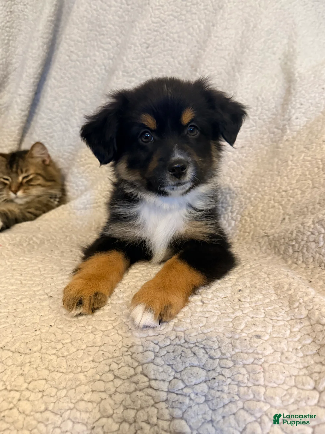 Miniature Australian Shepherd dogs for sale: Male #2 - Cassian - Ad 1