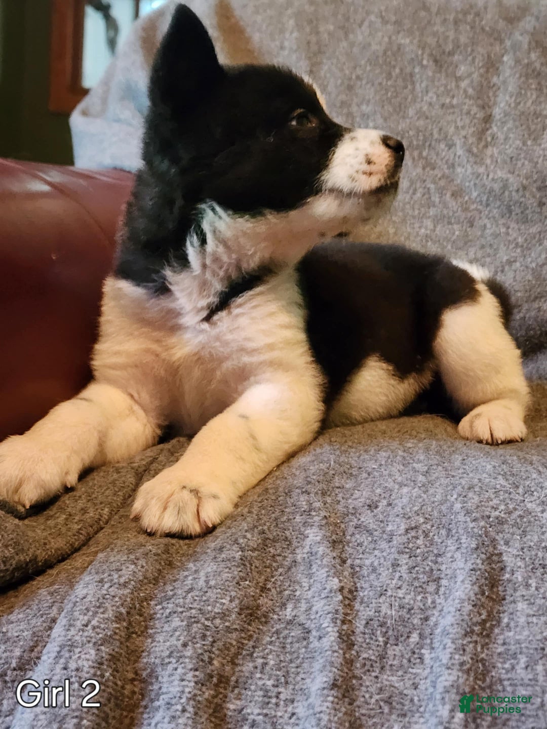 Akita dogs for sale: Akita Puppy Girl 5 - Ad 20