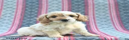 Cavapoo dogs for sale: Wiggles  - Ad 4