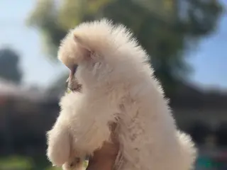 Pomeranian dogs Pomeranian Puppy 1 - Ad 5