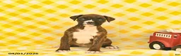 Boxer dogs for sale: Jolene  - Ad 1