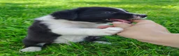 Border Collie dogs for sale: Finnley  - Ad 4
