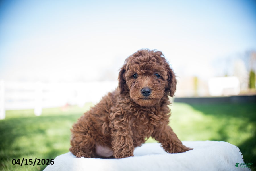 Miniature Poodle dogs Jim - Ad 1