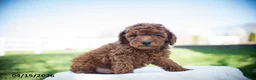 Miniature Poodle dogs for sale: Jim - Ad 1