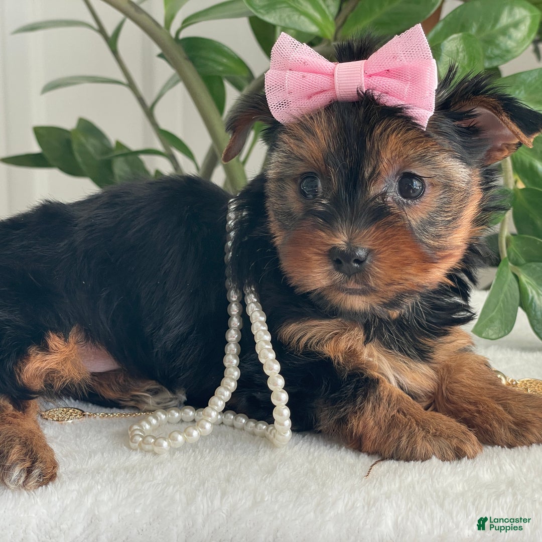 Yorkshire Terrier dogs for sale: Princess - Ad 8