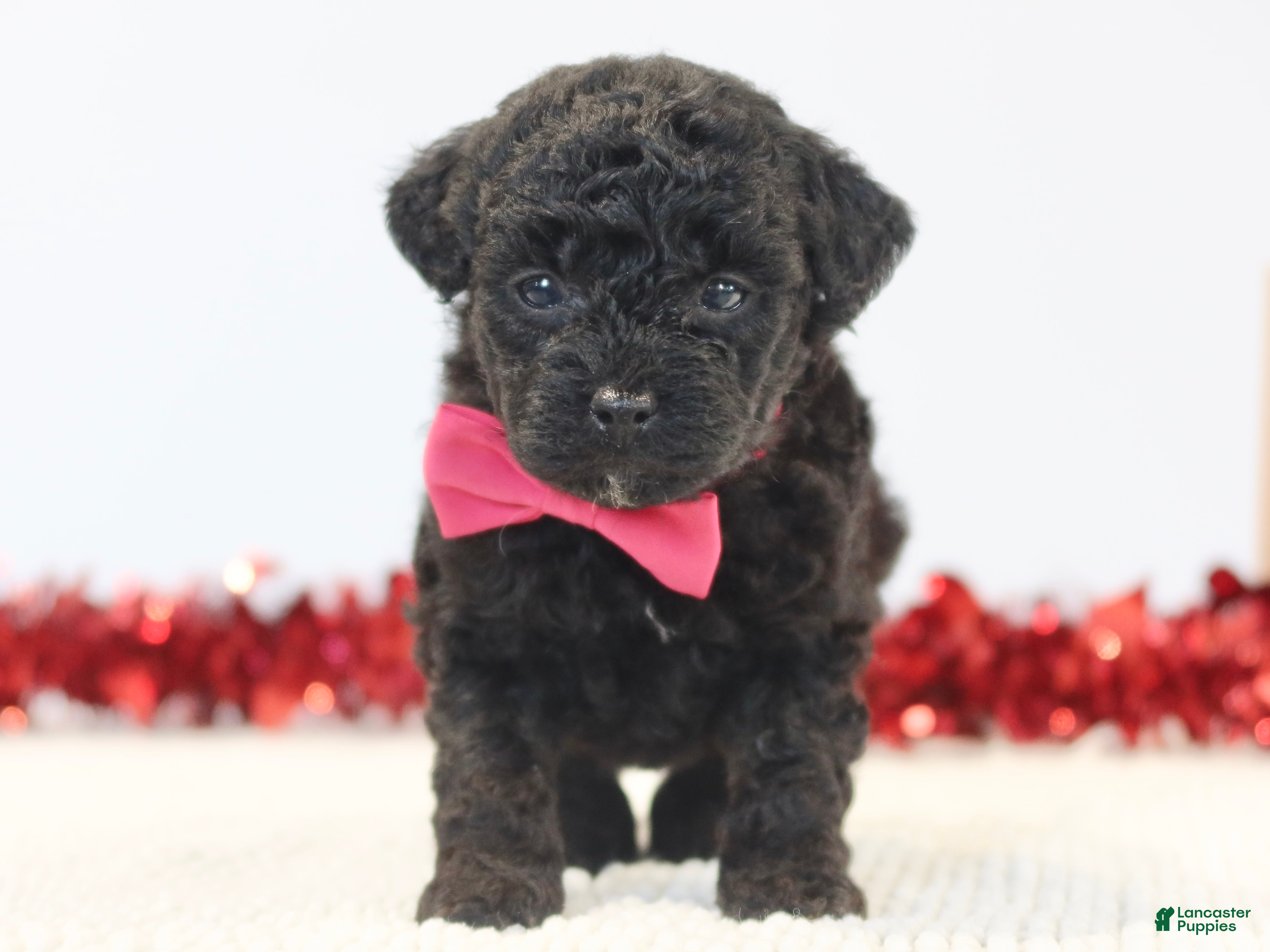 Toy Poodle dogs Sweet Pea - Ad 2