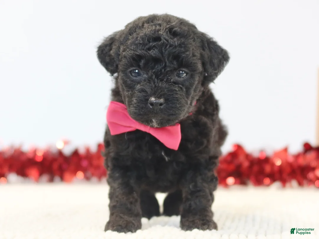 Toy Poodle dogs for sale: Sweet Pea - Ad 1