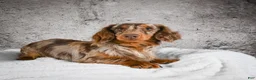 Miniature Dachshund dogs for sale: AKC Dillon - Ad 10