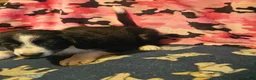 Border Collie dogs for sale: Noddy - Ad 7