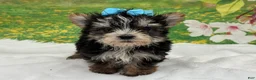 Morkie dogs for sale: Karl - Ad 5