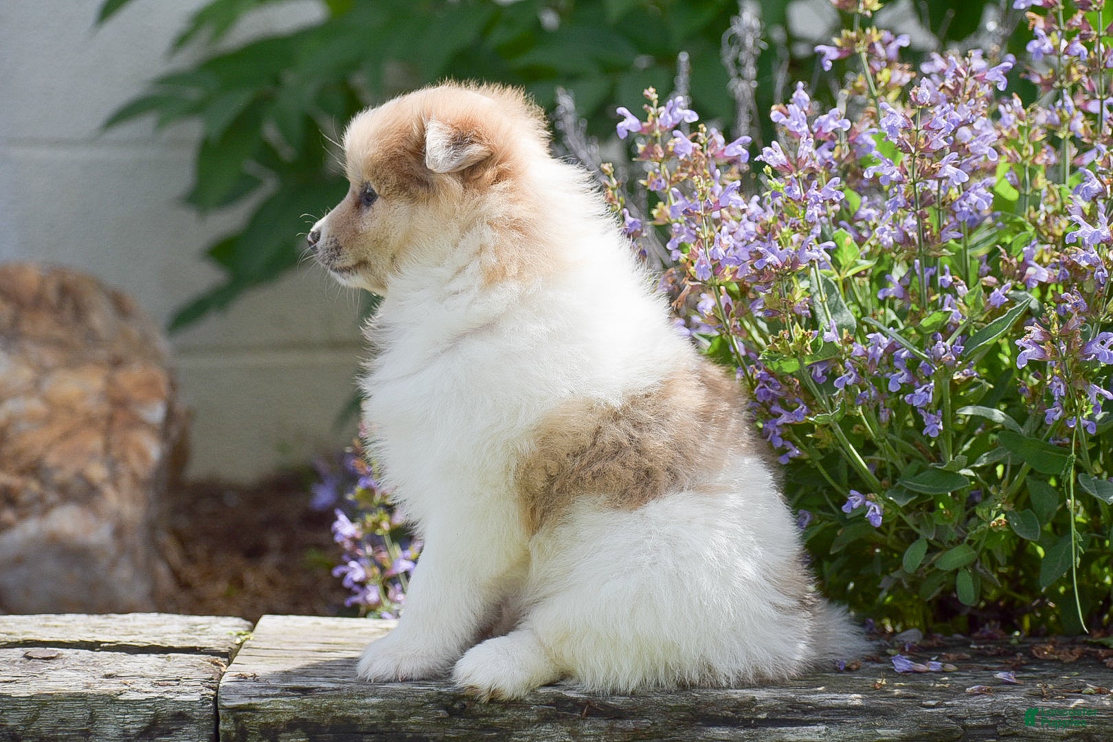 Pomsky dogs Sierra - Ad 2