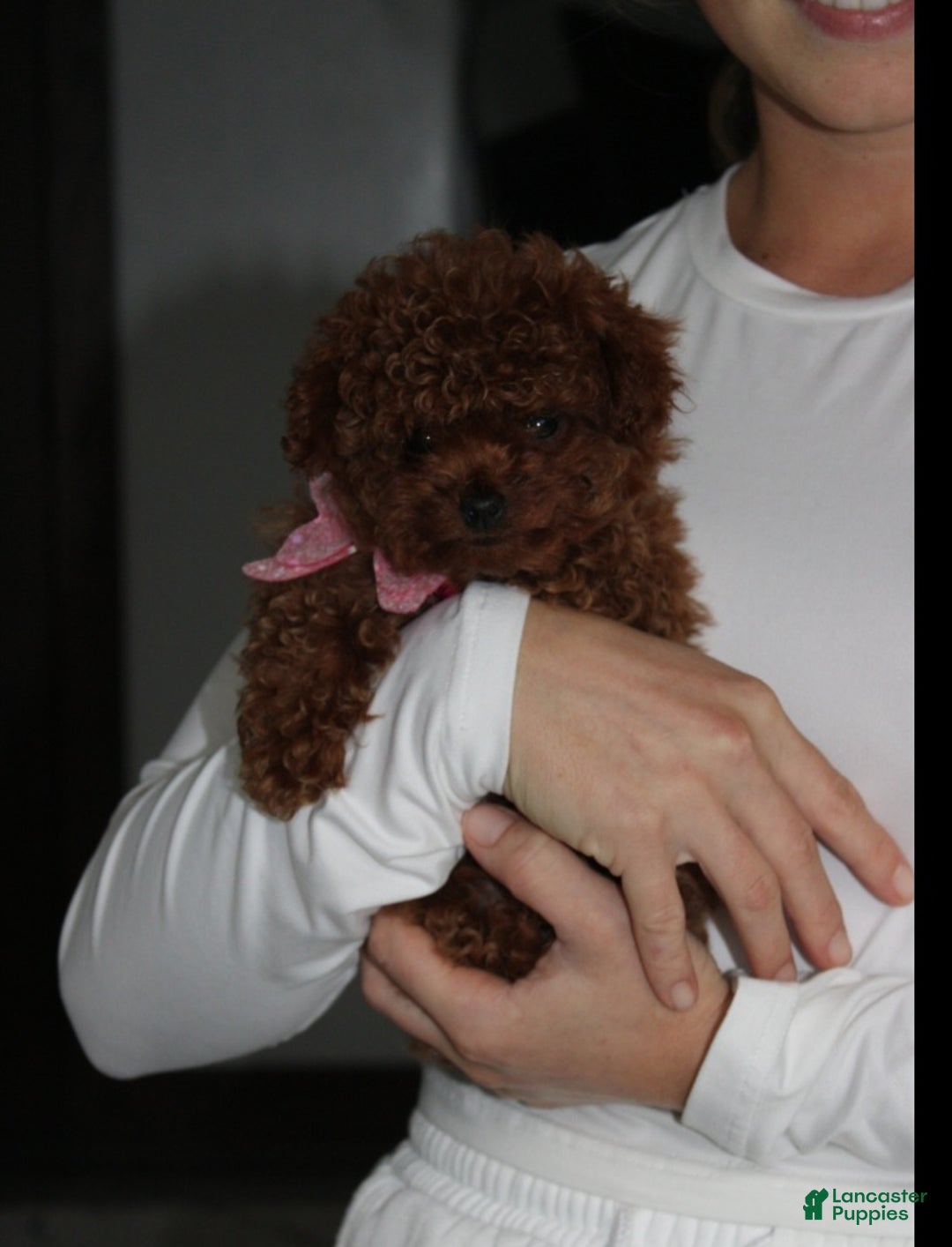 Toy Poodle dogs for sale: Bella - Ad 2