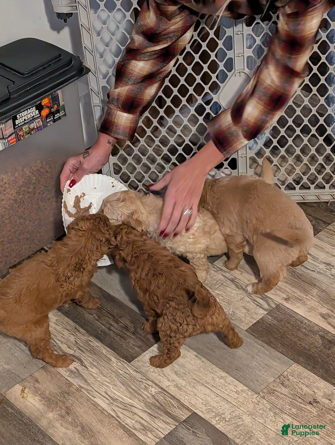 Mixed Breed dogs for sale: Milan Goldendoodle puppy - Ad 9