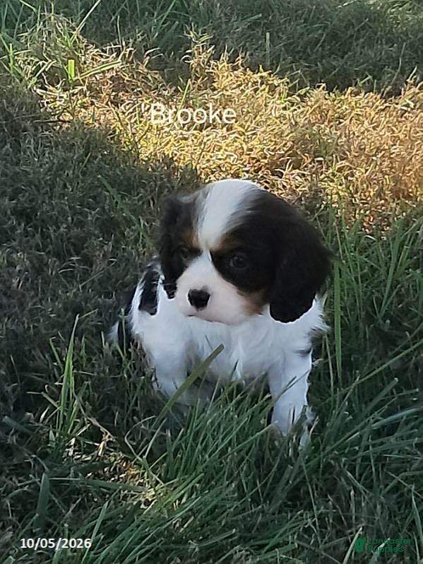 Cavalier King Charles Spaniel dogs Brooke - Ad 2
