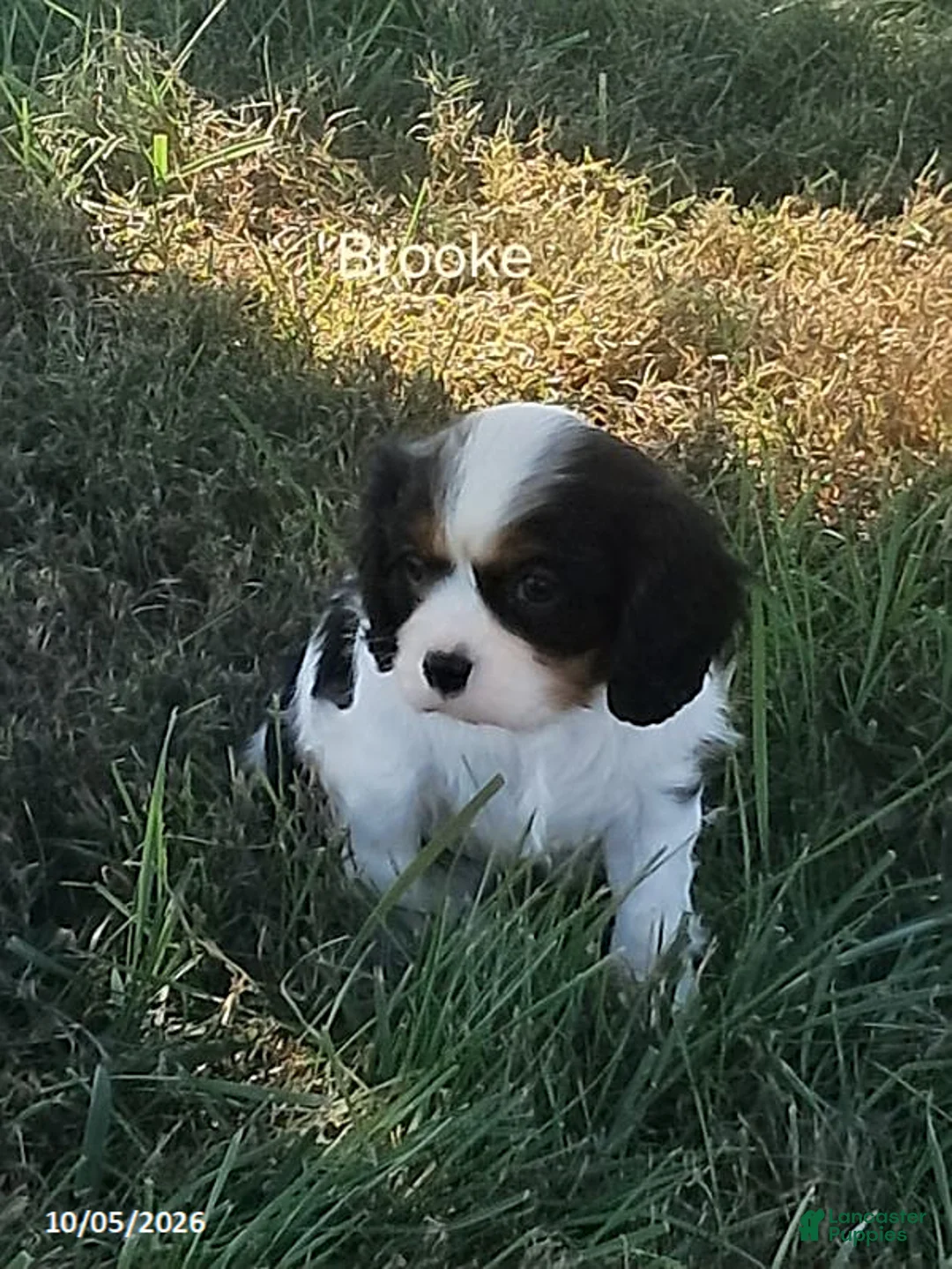 Cavalier King Charles Spaniel dogs for sale: Brooke - Ad 2