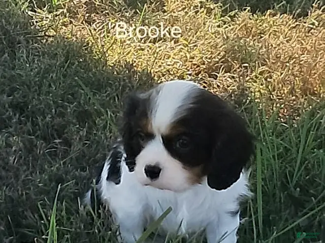 Cavalier King Charles Spaniel dogs for sale: Brooke - Ad 2