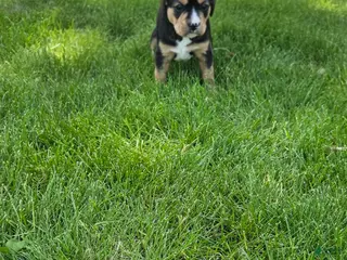 Mixed Breed dogs for sale: Blaze - Ad 2