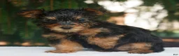 Yorkshire Terrier dogs for sale: Mars  - Ad 2