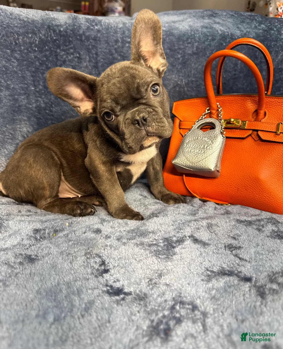 French Bulldog dogs for sale: Cookie - Ad 1